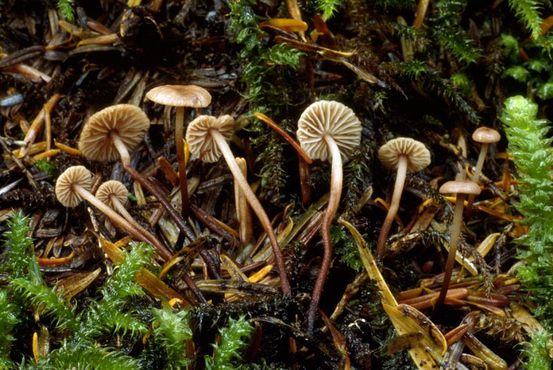 Micromphale perforans